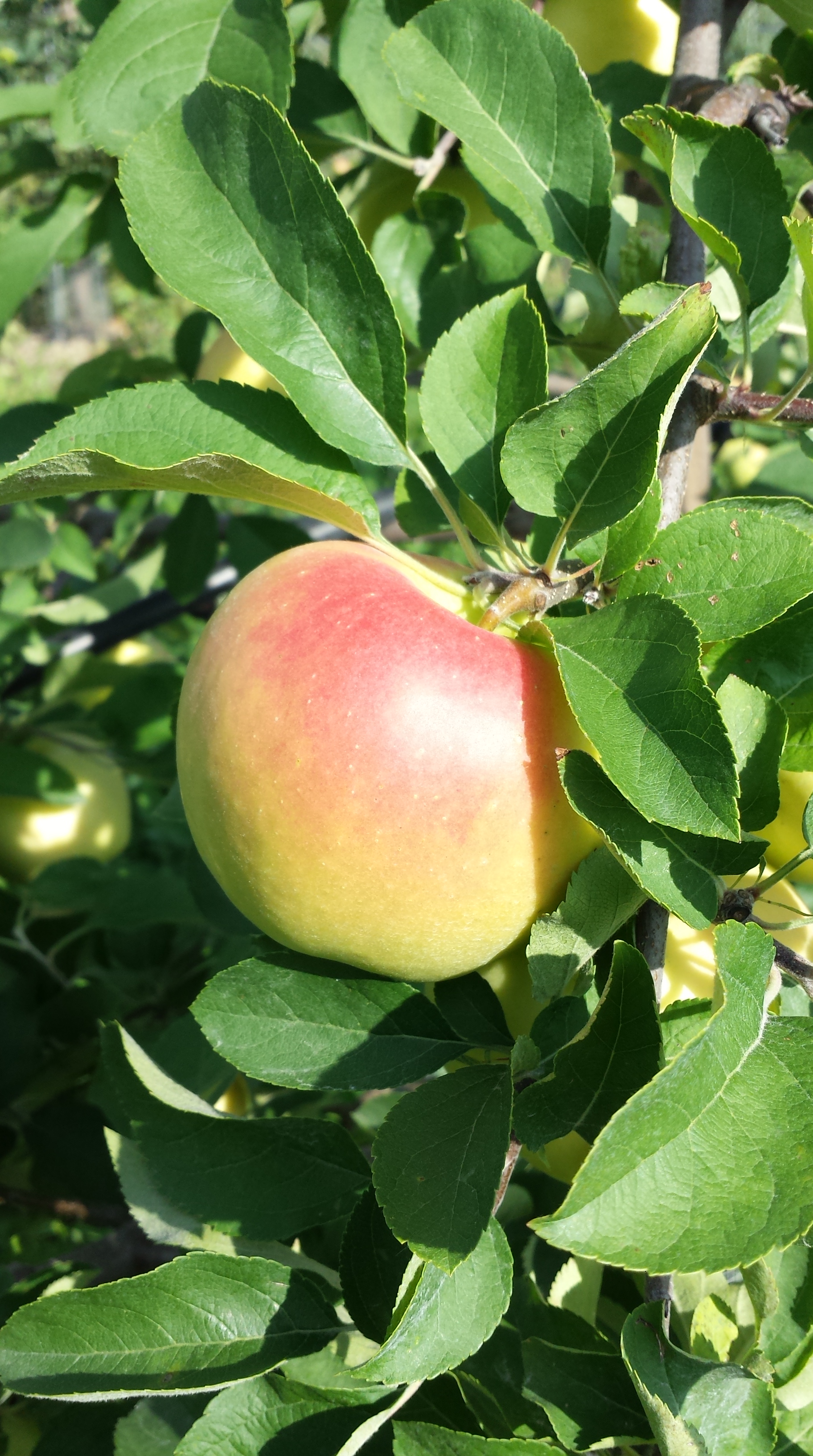 Pristine apple blushing to the camera.