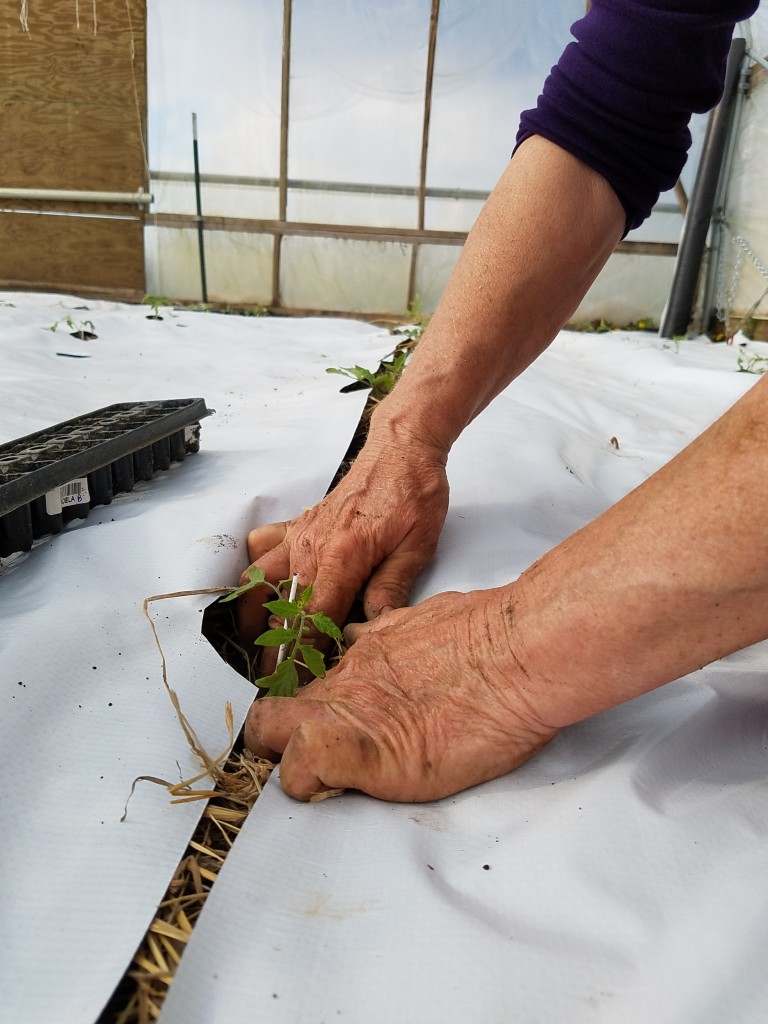 Mary plants the tomato seedling in the hoophouse.