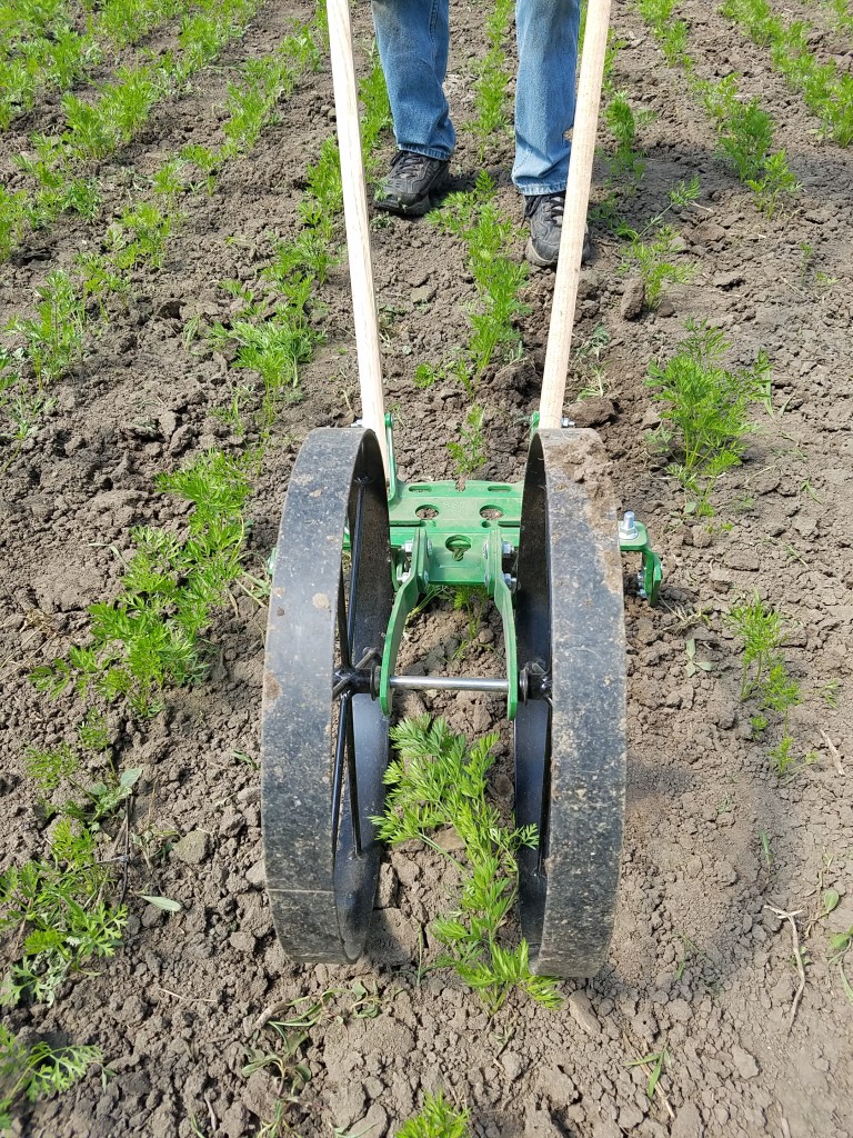 Vern cultivates the carrots ahead of moving the hoophouse for the cucumbers.