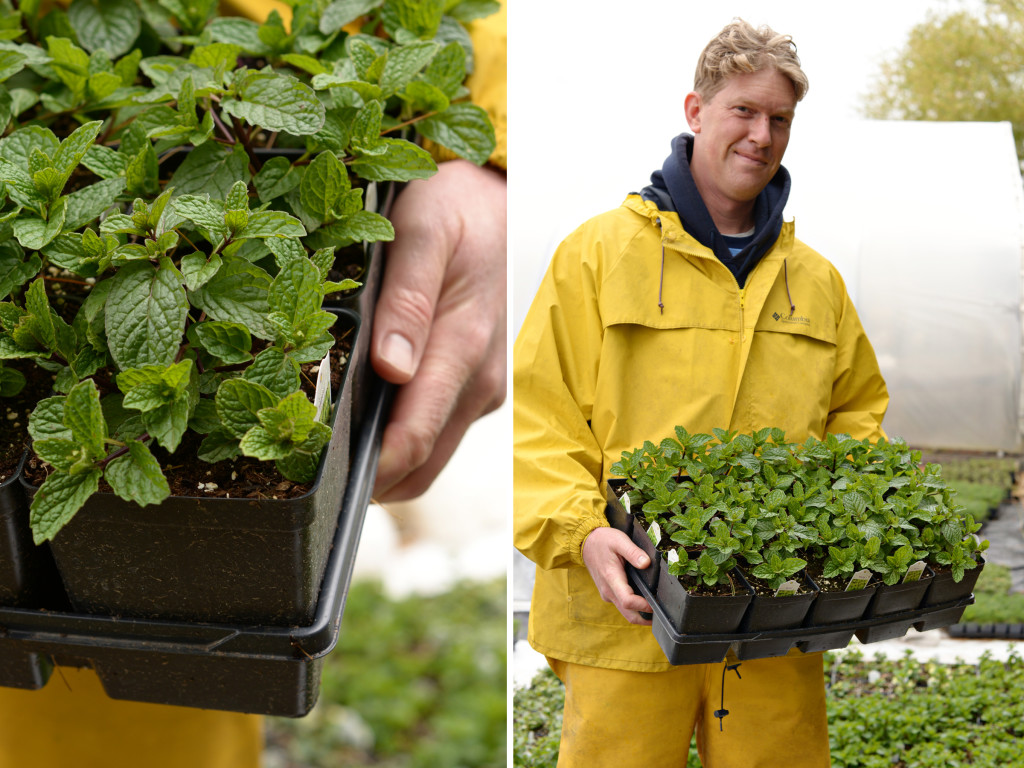 Marcus showcases Mojito Mint plants.